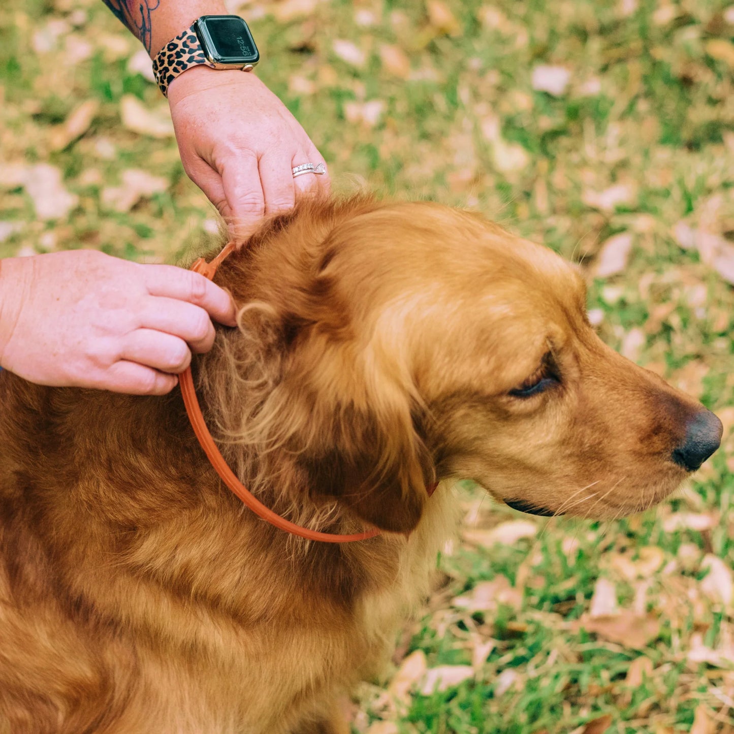 Flea and Tick Prevention Collar for Dogs and Cats